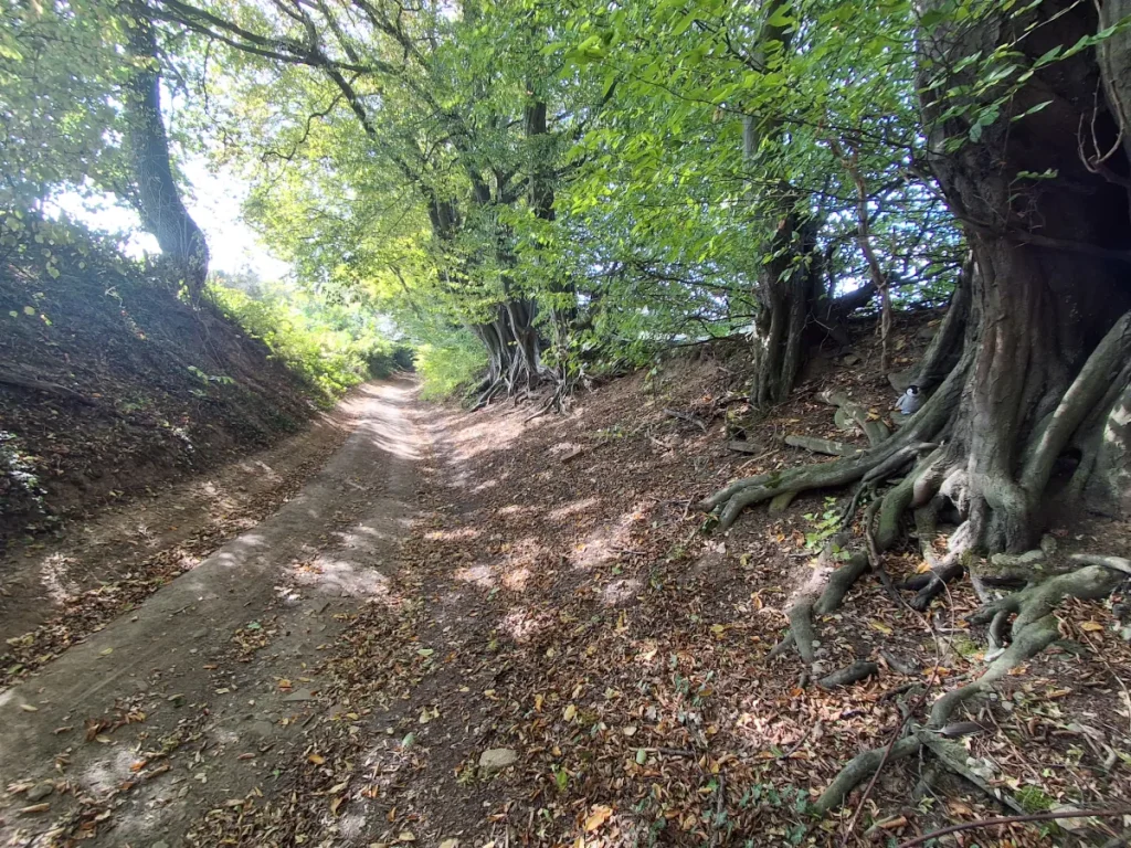 Neville und Mütux sitzen in den Wurzeln einer Baumalle, in der Mitte ist ein Feldweg